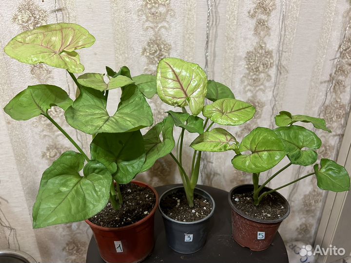 Сингониум Mango Allusion