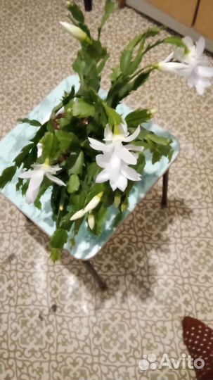 Декабрист белый на подарок