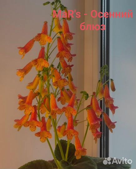 Смитианты набор