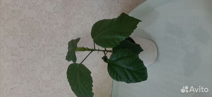 Комнатные цветы Китайская роза