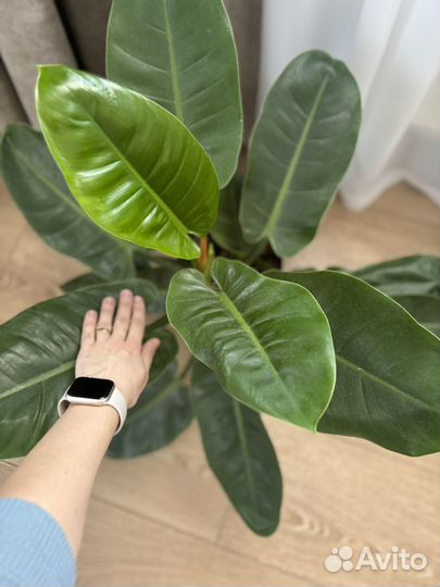 Ароидные: монстера, филодендрон, аглаонема и др