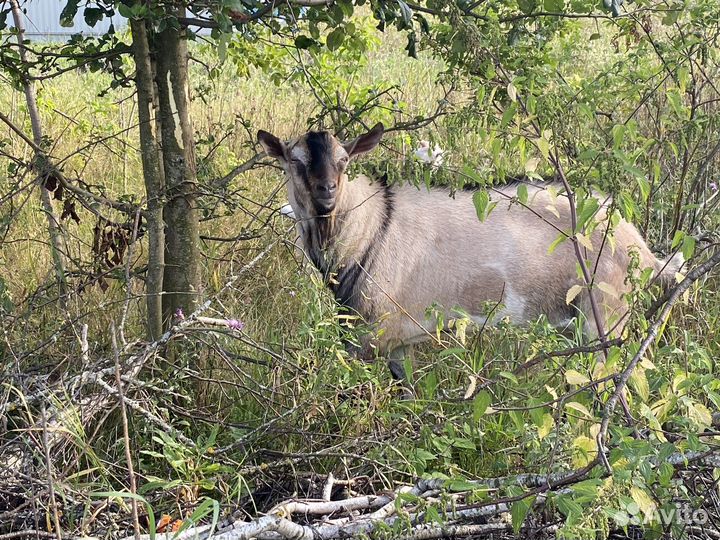Козел альпийский
