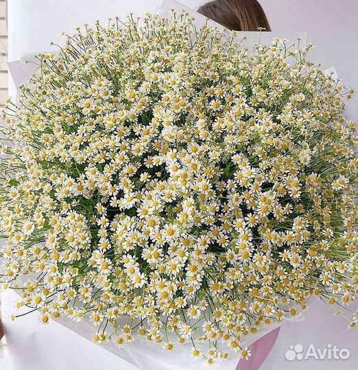 Доставка цветов. Ромашки