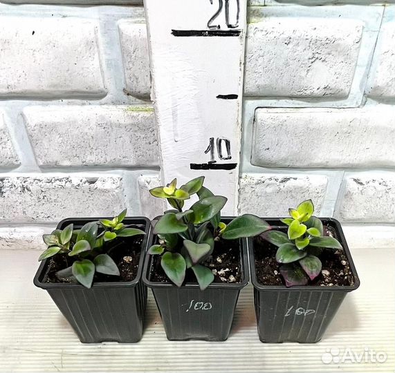 Нематантус,цветы рыбки, Эсхинантус