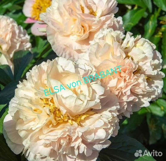 Пионы саженцы elsavonbrabant