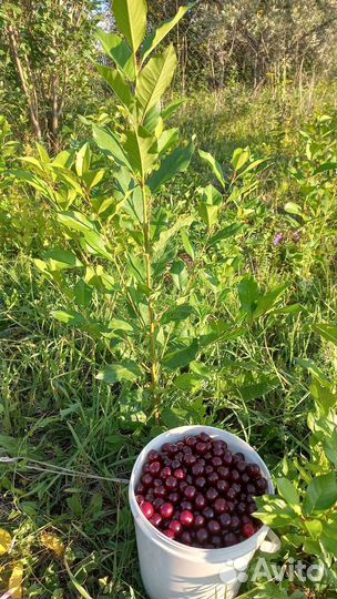 Саженцы вишни