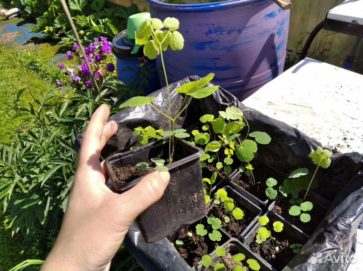 Василистник Рохебрунна семена