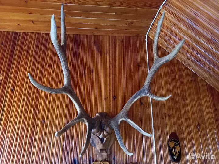 Рога оленя