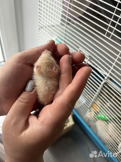 Сирийский хомяк