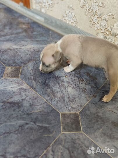 Американский стаффордширский терьер