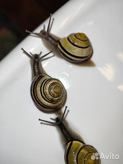 Улитка Цепея взрослые