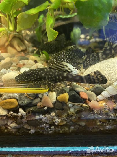 Сомики анцитрусы