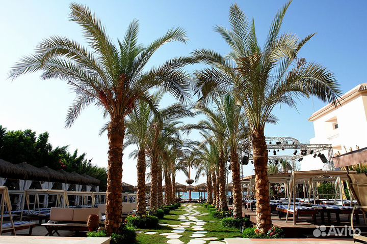 Отдых в Египте на 9 ночей в сентябре