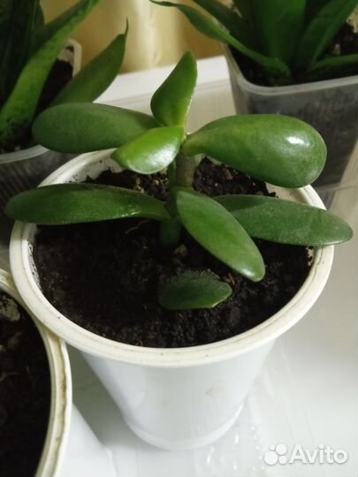 Сансевиерия Ханни и денежное дерево(толстянка)
