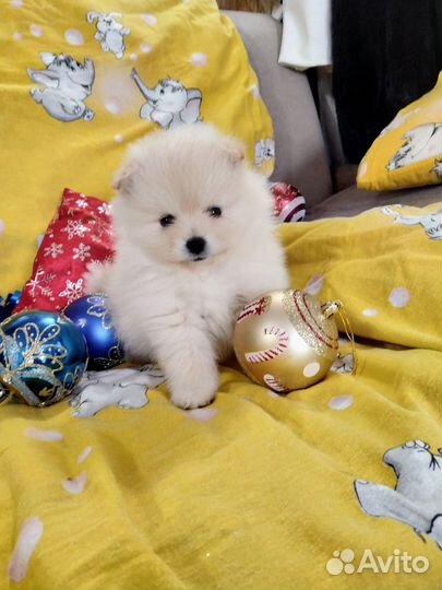 Щенки померанского шпица