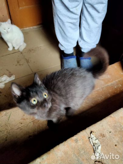 Отдам бесплатно