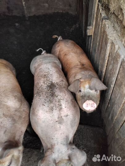 Мясо свинина домашняя