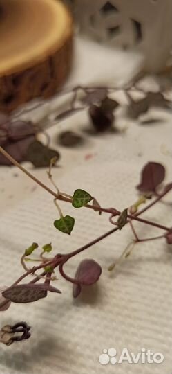 Церопегия вуда