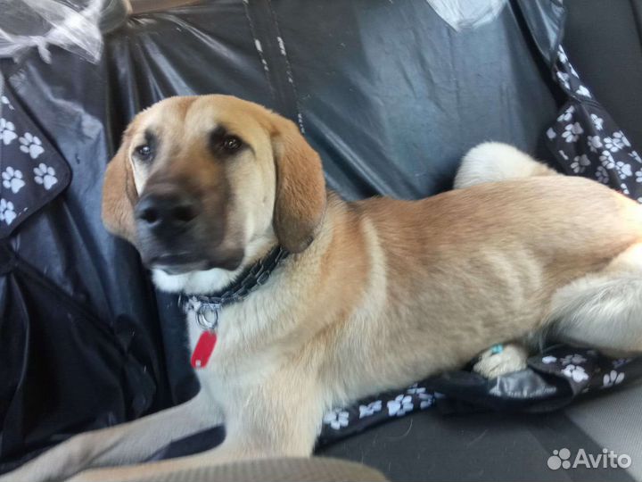 Щенок 11 месяцев мальчик Кангал