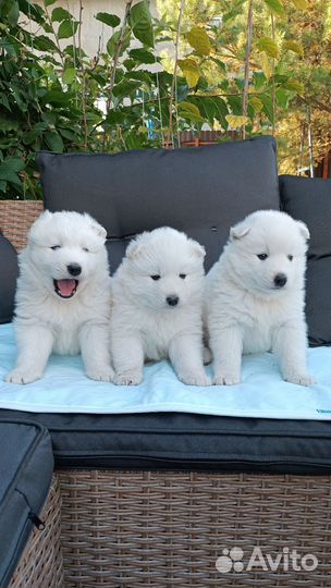 Щенки самоеды