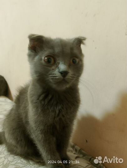 Котята скотиш фолд