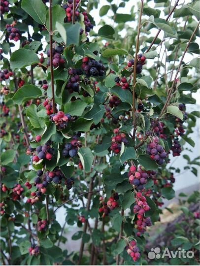 Белая акация, арония, рябина, калина, ясень