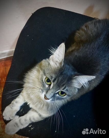 Ангорская кошка в добрые руки