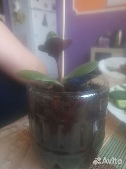 Денежное дерево толстянка