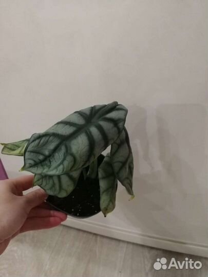 Бегония декоративно лиственная