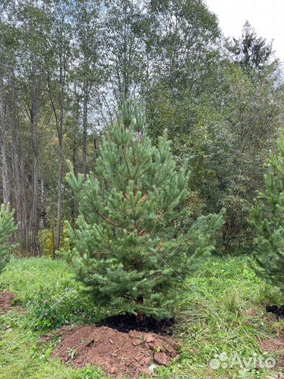 Ели и сосны 2 метра