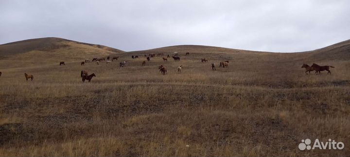 Лошади жеребята 2023 гр