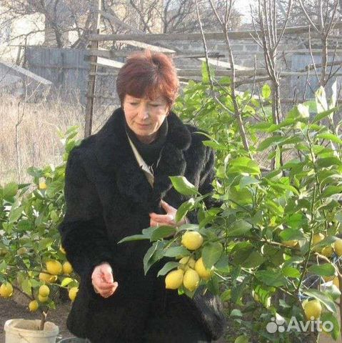 Лимонное дерево с плодами