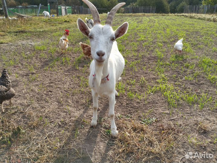 Зааненская дойная коза