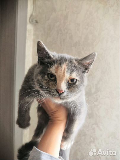 Котята шотландские полукровки