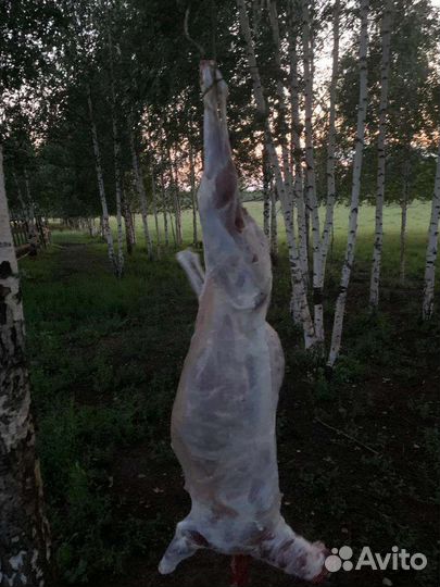 Мясо баранины