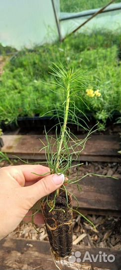 Саженцы ели европейской окс от производителя