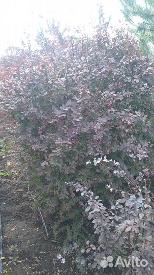 Чернозем,Навоз Коровий,Земля,Перегной 2г,ЗИЛ 1-6т