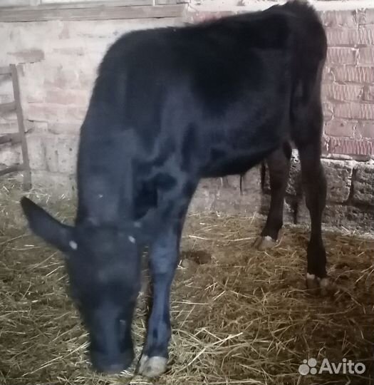 Телочка и бычок