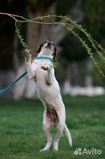 Джек Рассел терьер