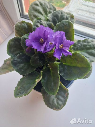 Фиалка в горшках