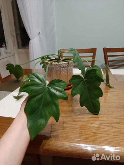 Филодендрон Радиатум Т31