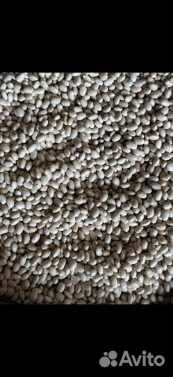 Фасоль белая