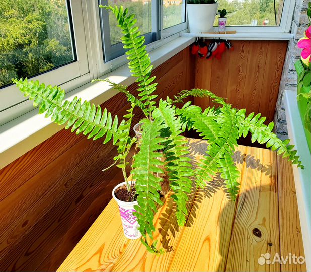 Папоротник комнатный молодые растения