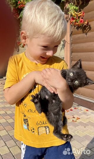 Мальчик, 1,5 месяца. В самые добрые руки