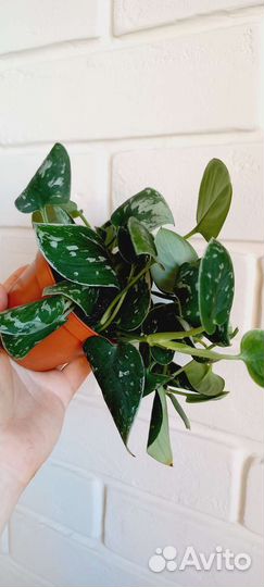 Сциндапсус Сильвер Энн / Scindapsus Silver Ann