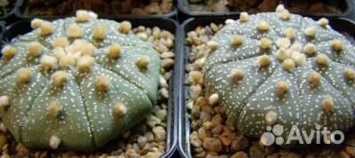 Семена кактуса Astrophytum cv. 'Miracle' 10шт