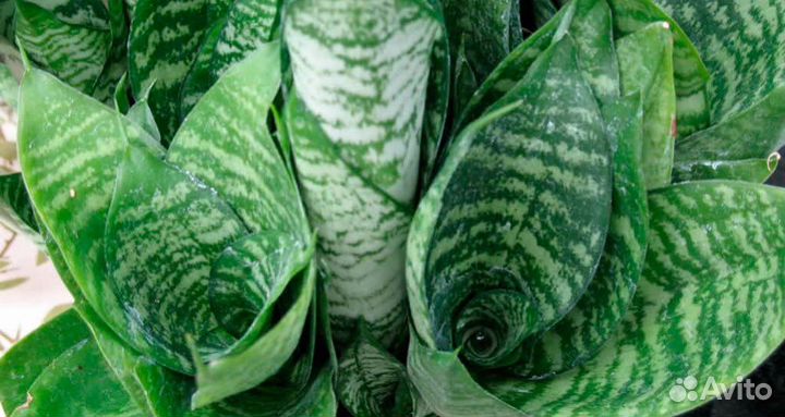 Сансевиерия ханни