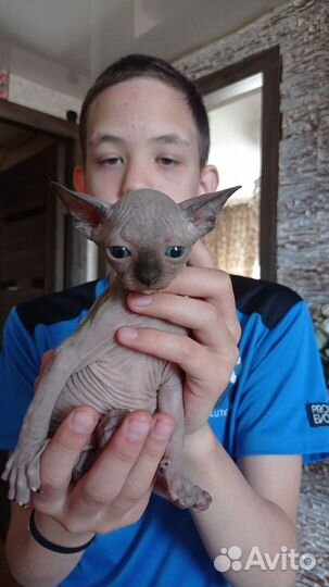 Канадский сфинкс котенок