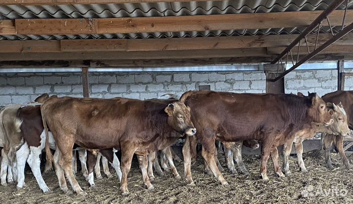 Продаются бычки