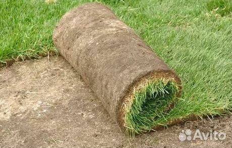 Газон рулонный